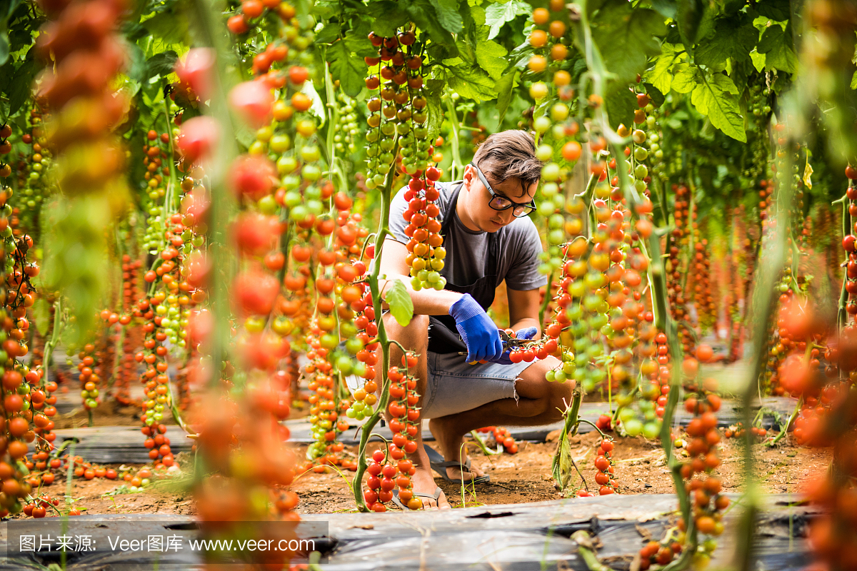 在温室的背景下,一个年轻人正在收获西红柿和樱桃