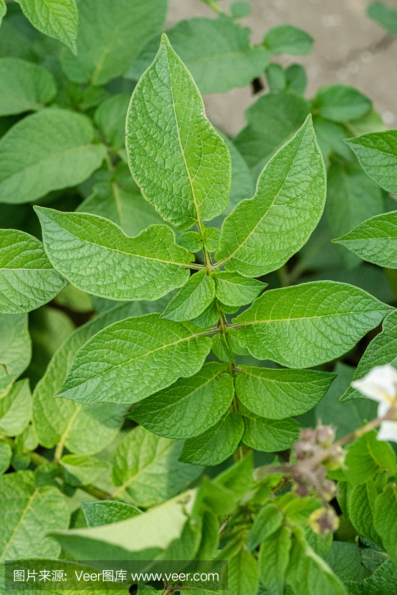 土豆种植园是在阳光明媚的日子里在地里种植的。在田间种植有机蔬菜。蔬菜行。农业。农业。有选择性的重点