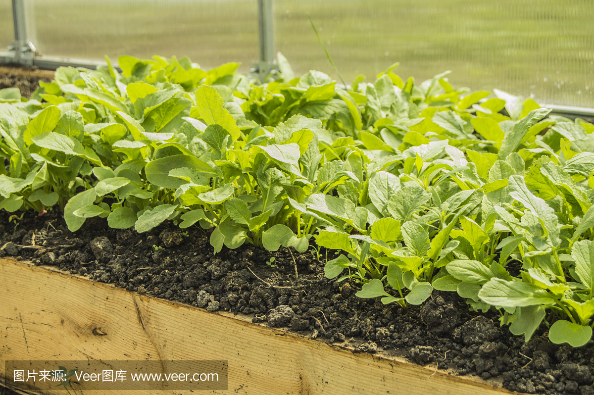 在温室内种植萝卜幼苗,全年室内种植有机蔬菜的理念